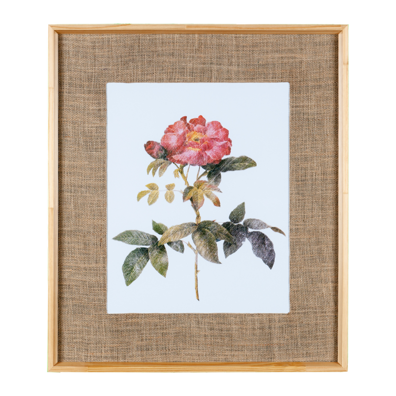 Quadro Decorativo Botanicals Rosa 1 Botão 63x73cm com vidro