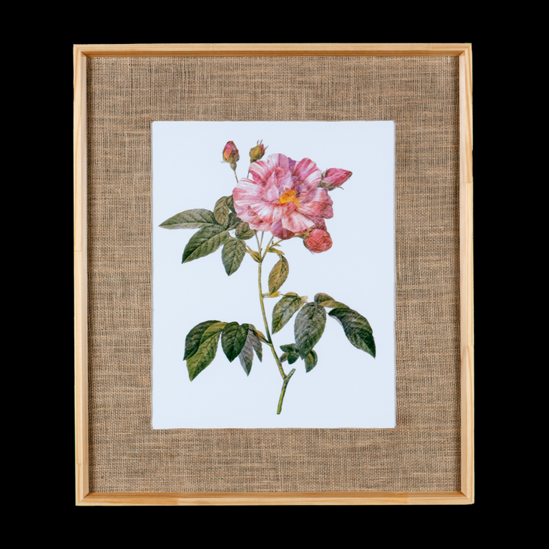 Quadro Decorativo Botanicals Rosa 4 Botões 63x73cm com vidro