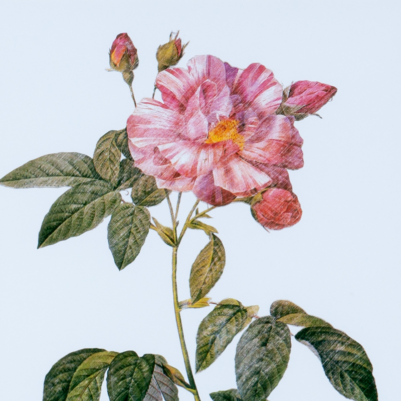 Quadro Decorativo Botanicals Rosa 4 Botões 63x73cm com vidro