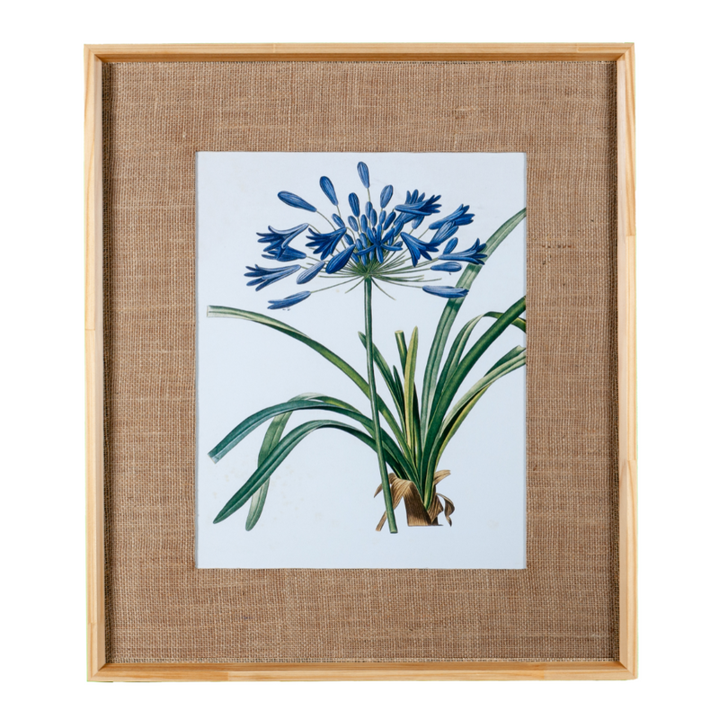 Quadro Decorativo Botanicals Lírio do Nilo Botões 63x73cm com vidro