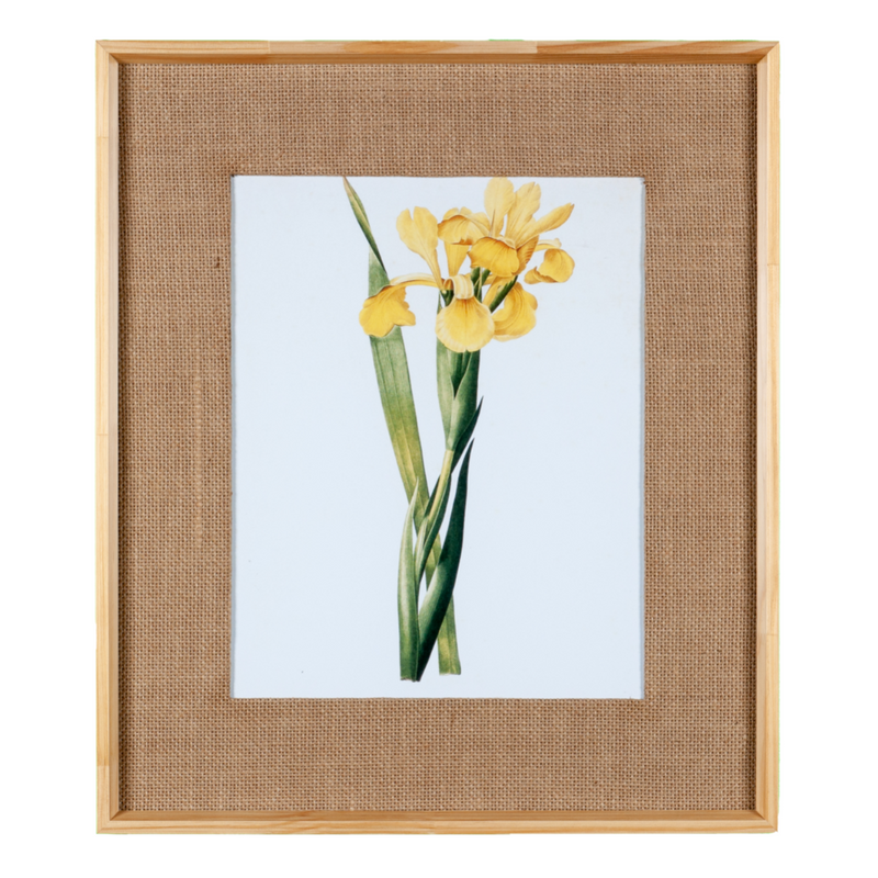 Quadro Decorativo Botanicals Orquídea 1 Botão 63x73cm com vidro