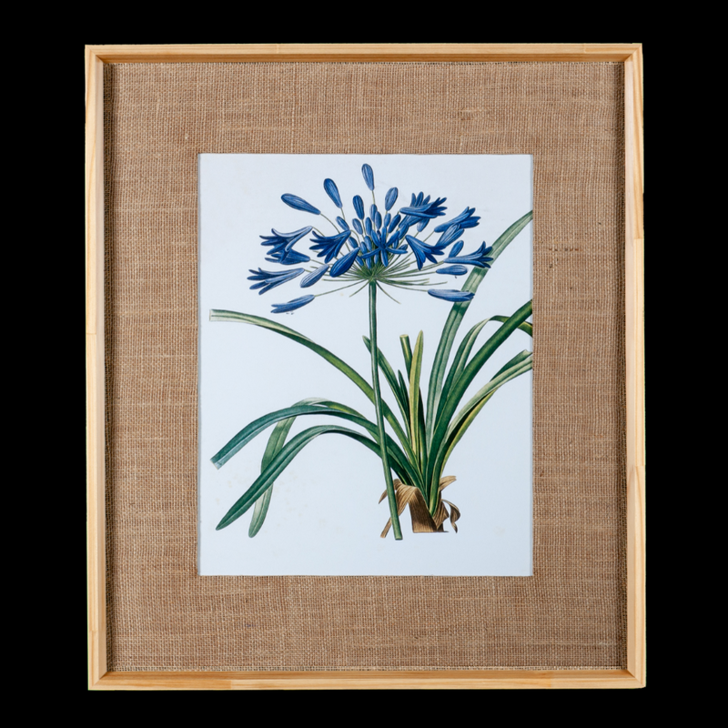 Quadro Decorativo Botanicals Lírio do Nilo Botões 63x73cm com vidro