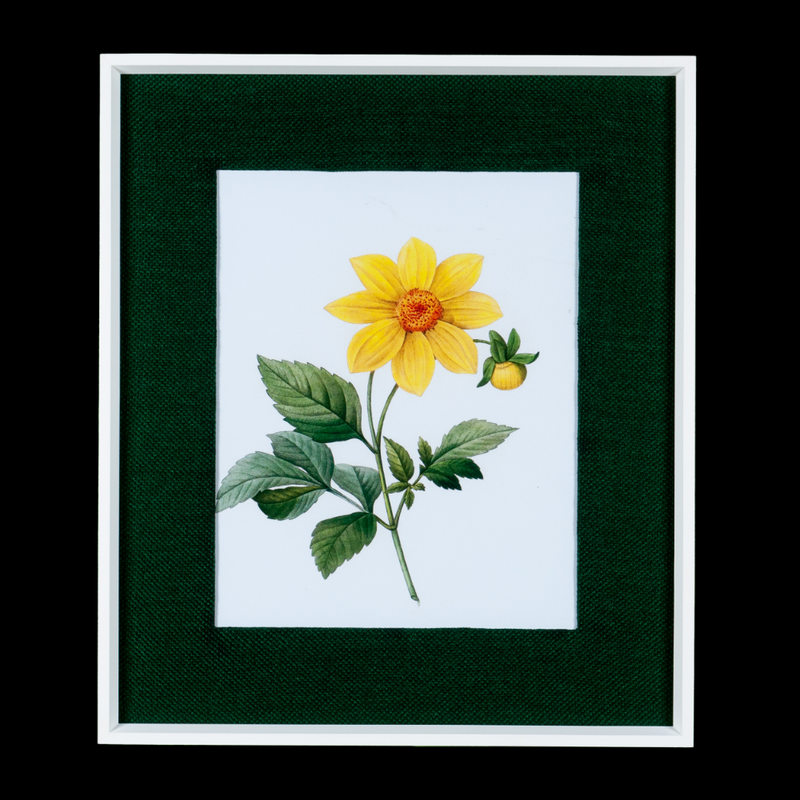 Quadro Decorativo Botanicals Margarida 1 Flor 63x73cm com vidro