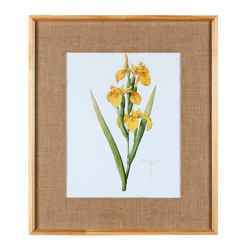 Quadro Decorativo Botanicals Orquídea 3 Botões 63x73cm com vidro